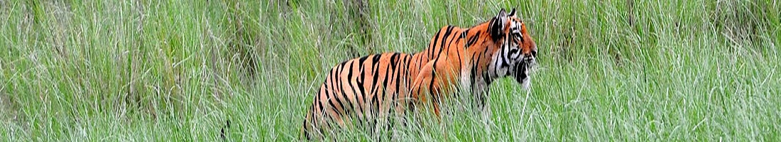 Corbett Dhikala Dhikala 2N 3D Tour, Jim Corbett Tiger Reserve.